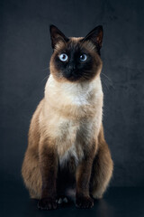 A beautiful Siamese cat with striking blue eyes is intently looking at the camera, capturing...
