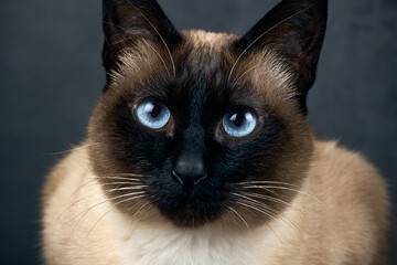 Close-up of a Siamese cat with striking blue eyes