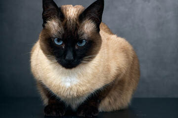 A gracefully elegant Siamese cat boasting strikingly beautiful blue eyes sits comfortably on a...