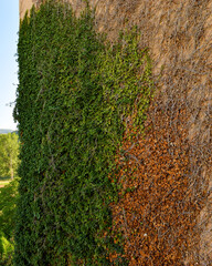 Ivy texture spreads over a wall
