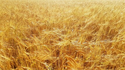fields of wheat ears in the summer sun