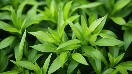 Fresh green herbaceous plants growing densely in a garden during the early morning hours with sunlight filtering through leaves