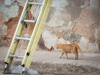 Cat Walking Under Ladder on City Sidewalk in Cuba © Katie Dobies