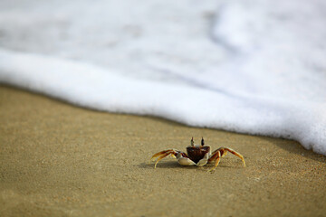 Giant ghost crab (Ocypode ceratophthalmus) Walking for food on the thailand beach 