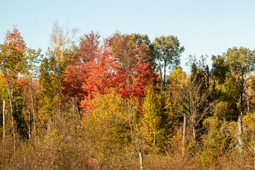 Obraz premium autumn trees in the forest