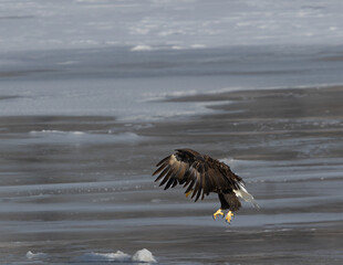 American Bald Eagle in flight hunting .  Witnessed this eagle trying to catch some fish.