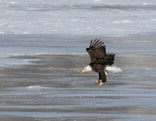 American Bald Eagle in flight hunting .  Witnessed this eagle trying to catch some fish.
