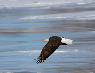American Bald Eagle in flight hunting .  Witnessed this eagle trying to catch some fish.