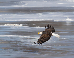 American Bald Eagle in flight hunting .  Witnessed this eagle trying to catch some fish.