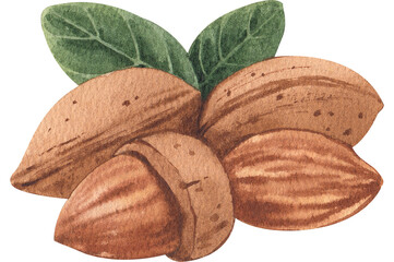 almond, hand-drawn watercolor.painting illustration