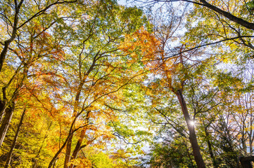 鹿教湯温泉　紅葉橋付近の紅葉