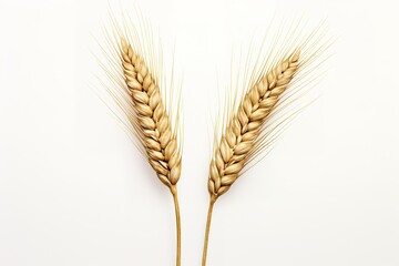 Fototapeta premium Wheat ears isolated on a white background
