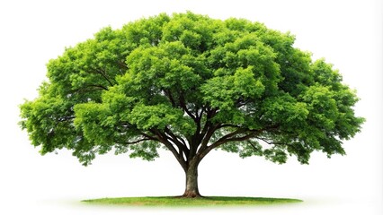 A single tree on white background with clipping path