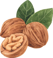 walnuts, hand-drawn watercolor.painting illustration