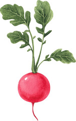 beetroot, hand-drawn watercolor.painting illustration