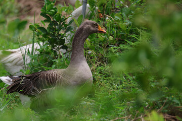Close up gray goose is eatting grass in green nature garden at thailand