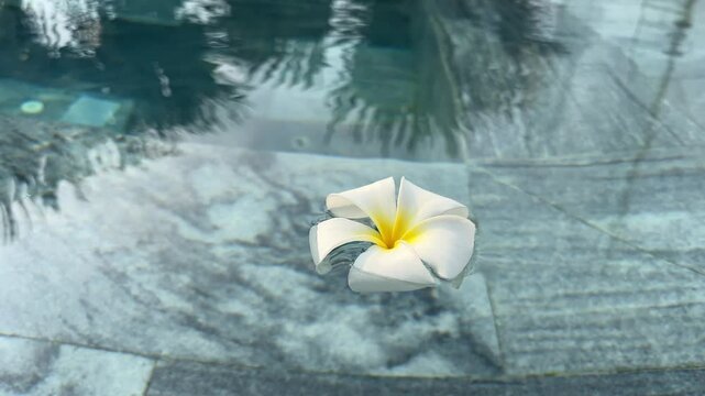 Frangipani Flowers Spathodea flowers with white petals in vietnam near the pool