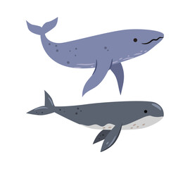 Large marine mammal, isolated set of whales. Vector filter feeders underwater animals dwellers. Ocean creature or cetacean with thick layer of blubber. Giant of sea with tail fin and blowhole