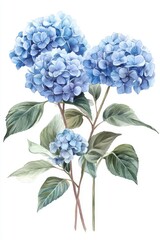 Beautiful watercolor illustration of blue hydrangea flowers with green leaves, perfect for floral designs and nature-themed projects.