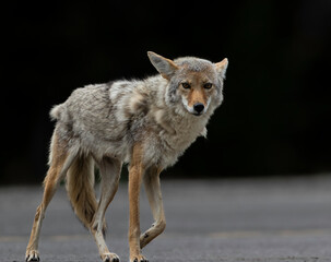 Female Coyote posing in the Canadian Rockies. .I got lucky with this coyote in the early morning light.
