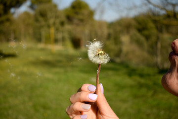 pedir un deseo soplando diente de león, mano mujer