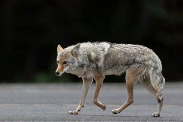 Female Coyote posing in the Canadian Rockies. .I got lucky with this coyote in the early morning light.

