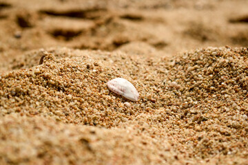 concha encima de la arena de la playa, costa brava