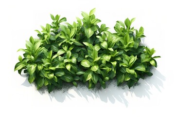 Obraz premium 3d Render Brush Tree Isolated on white background