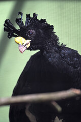 great curassow birds animals zoo