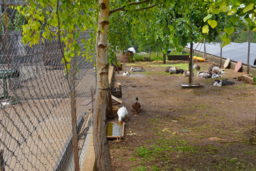 Ducks and rabbits inside a fenced enclosure with a birch tree providing shade. Solar Panels are seen background right. In the Skanderbeg Mountains near Tirana in central Albania