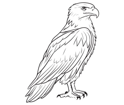 recommend clip art: Illustration of an eagle, Hawk vector, Outline eagle vector