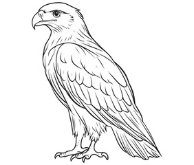 Illustration of an eagle, Hawk vector, Outline eagle vector