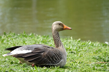 Grey goose with orange beak sitting on a grass riverbank