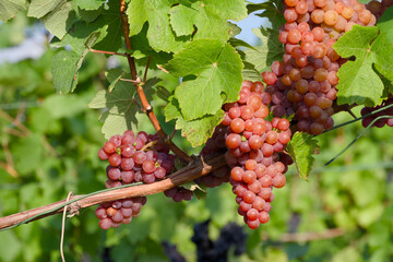 ripe bunch of grapes in sunset rays in a vineyard close-up