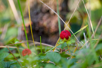 wild strawberry in the green grass close-up