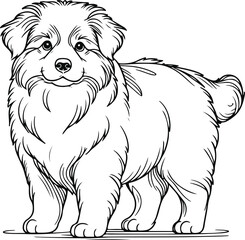 hand-drawn portrait of an Australian Shepherd in engraving style
