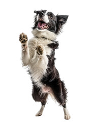 Fototapeta premium Joyful Border Collie Dog Isolated on White Background