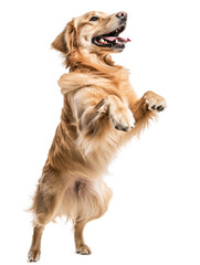 Joyful Golden Retriever Dog in Full Body Pose