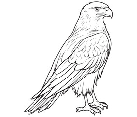 Illustration of an eagle, Hawk vector, Outline eagle vector