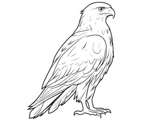 Illustration of an eagle, Hawk vector, Outline eagle vector