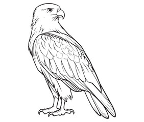 Illustration of an eagle, Hawk vector, Outline eagle vector