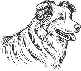 hand-drawn portrait of an Australian Shepherd in engraving style