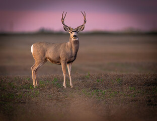 Beautiful white tailed deer portrait in the earlt morning light in southern alberta, jasper , banff, calgary