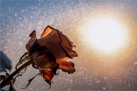 Flores que mantienen su belleza aun estando ya mustias y secas por el paso del tiempo una vez cortadas.