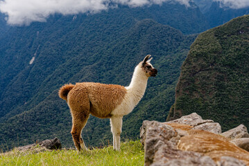 Fototapeta premium Machu Picchu city and alpaca