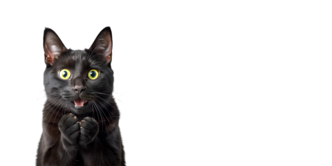 surprised black cat with copy space and transparent background PNG