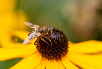 bee on yellow flower