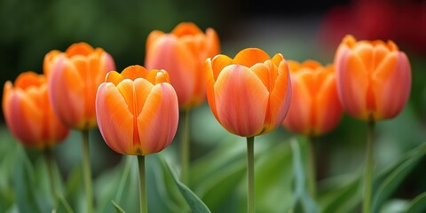 A close-up image of vibrant orange tulips in full bloom in a garden, capturing the intricate details of their petals and the lush green leaves surrounding them