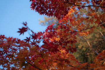 Close-up of Autumn Leaves in Paju