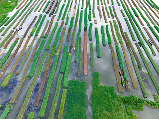 Obraz premium A stunning aerial view of farmers cultivating vegetables on floating gardens in Nazirpur, Pirojpur, Bangladesh, on September 30, 2024.
